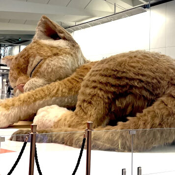 В аэропорту Гонконга поселилась гигантская пушистая кошка
