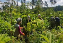 «Яндекс» запустил ИИ-сервис, обнаруживающий борщевик по спутниковым снимкам
