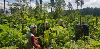 «Яндекс» запустил ИИ-сервис, обнаруживающий борщевик по спутниковым снимкам
