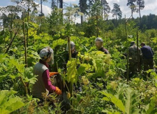 «Яндекс» запустил ИИ-сервис, обнаруживающий борщевик по спутниковым снимкам