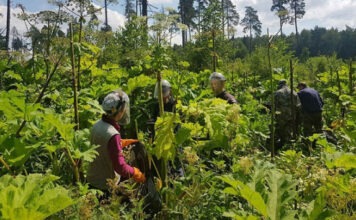 «Яндекс» запустил ИИ-сервис, обнаруживающий борщевик по спутниковым снимкам