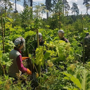 «Яндекс» запустил ИИ-сервис, обнаруживающий борщевик по спутниковым снимкам