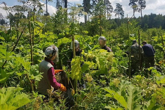 «Яндекс» запустил ИИ-сервис, обнаруживающий борщевик по спутниковым снимкам