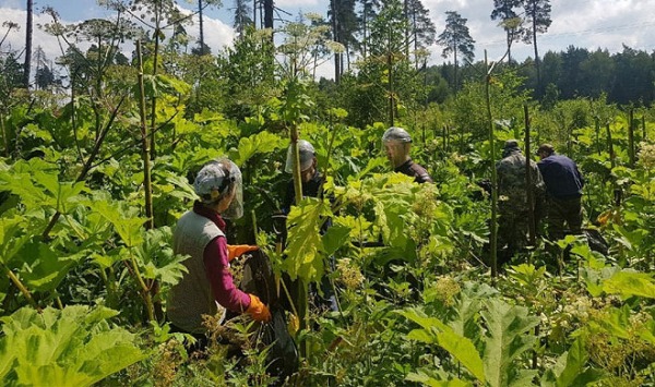 «Яндекс» запустил ИИ-сервис, обнаруживающий борщевик по спутниковым снимкам
