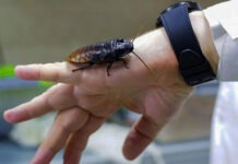 Тараканы помогут в обеспечении жизнедеятельности орбитальных станций