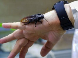 Тараканы помогут в обеспечении жизнедеятельности орбитальных станций