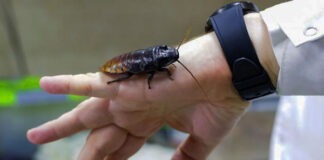 Тараканы помогут в обеспечении жизнедеятельности орбитальных станций