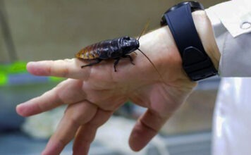 Тараканы помогут в обеспечении жизнедеятельности орбитальных станций