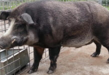 Одичавшие свиньи с заброшенных ферм Фукусимы переписывают представления ученых о генетике