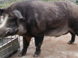 Одичавшие свиньи с заброшенных ферм Фукусимы переписывают представления ученых о генетике