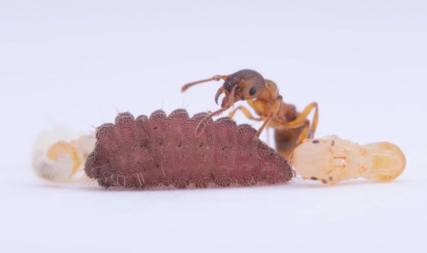 Гусеницы-мирмекофилы научились заставлять муравьев считать себя их королевами