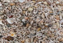 На Фиджи нашли 1200-летний остров, целиком состоящий из остатков съедобных ракушек