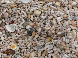 На Фиджи нашли 1200-летний остров, целиком состоящий из остатков съедобных ракушек