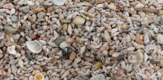 На Фиджи нашли 1200-летний остров, целиком состоящий из остатков съедобных ракушек