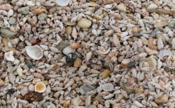 На Фиджи нашли 1200-летний остров, целиком состоящий из остатков съедобных ракушек