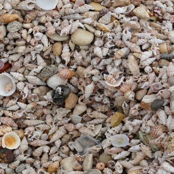 На Фиджи нашли 1200-летний остров, целиком состоящий из остатков съедобных ракушек