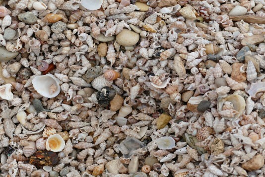 На Фиджи нашли 1200-летний остров, целиком состоящий из остатков съедобных ракушек