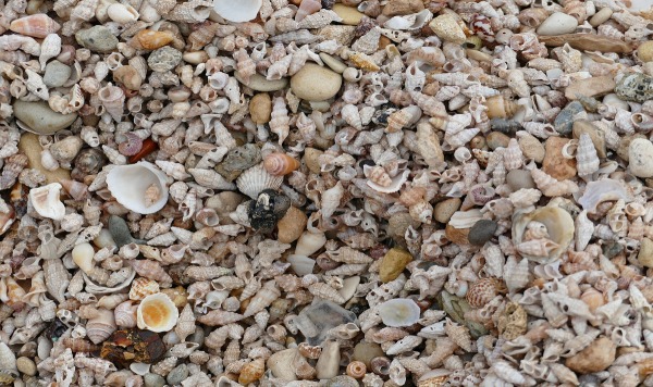 На Фиджи нашли 1200-летний остров, целиком состоящий из остатков съедобных ракушек