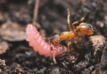 Гусеницы-мирмекофилы научились заставлять муравьев считать себя их королевами