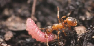 Гусеницы-мирмекофилы научились заставлять муравьев считать себя их королевами