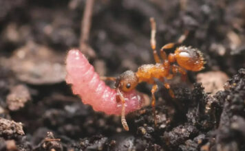 Гусеницы-мирмекофилы научились заставлять муравьев считать себя их королевами