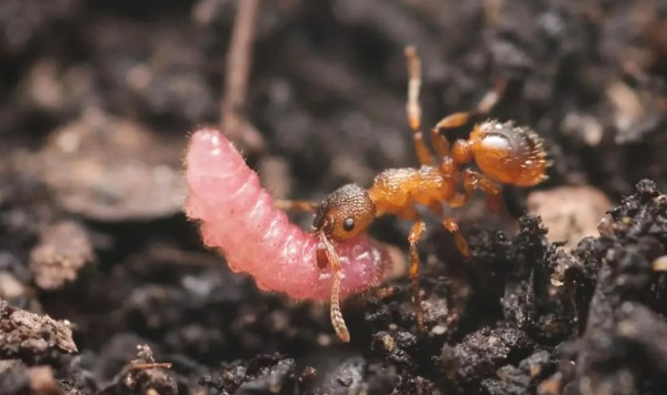 Гусеницы-мирмекофилы научились заставлять муравьев считать себя их королевами
