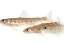 Дикий лосось на кокаине меняет экосреду европейских водоемов