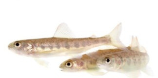 Дикий лосось на кокаине меняет экосреду европейских водоемов