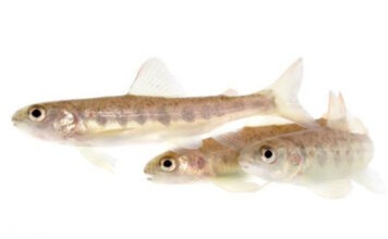 Дикий лосось на кокаине меняет экосреду европейских водоемов