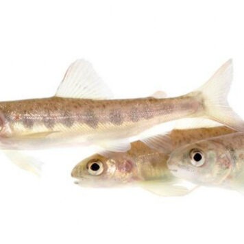 Дикий лосось на кокаине меняет экосреду европейских водоемов