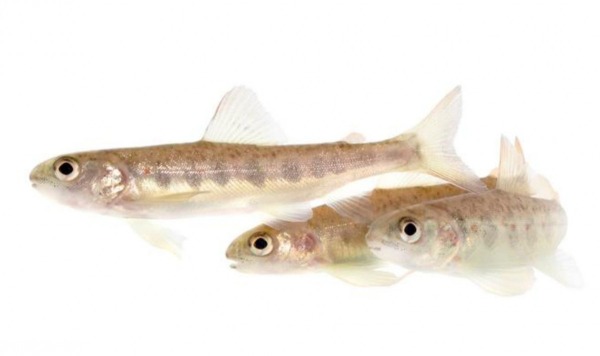 Дикий лосось на кокаине меняет экосреду европейских водоемов