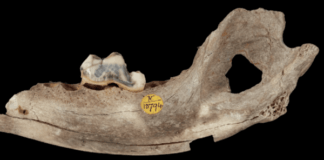Собаки сопровождают человека уже 14 тысяч лет