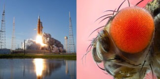 Плодовые мушки способны выживать при перегрузках в 13G