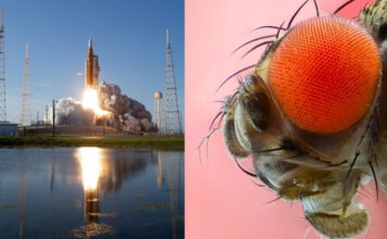 Плодовые мушки способны выживать при перегрузках в 13G