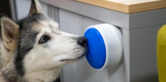Большая синяя кнопка Dogosophy поможет собакам-хелперам управлять бытовыми приборами