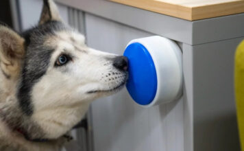 Большая синяя кнопка Dogosophy поможет собакам-хелперам управлять бытовыми приборами