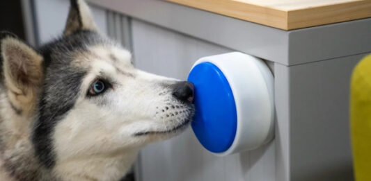 Большая синяя кнопка Dogosophy поможет собакам-хелперам управлять бытовыми приборами