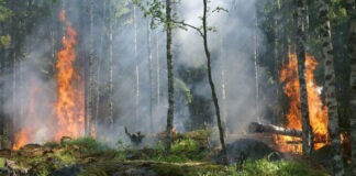 На Урале придумали, как эффективно отслеживать грозовые пожары