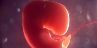 Китайские ученые заставили модель человеческого эмбриона вырастить органы — впервые в мире