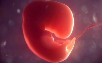 Китайские ученые заставили модель человеческого эмбриона вырастить органы — впервые в мире