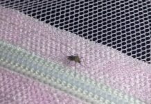 Лазерная ПВО на базе ИИ прицельно уничтожит всех комаров в помещении