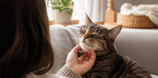 Ученые считают, что кошки не снимают стресс