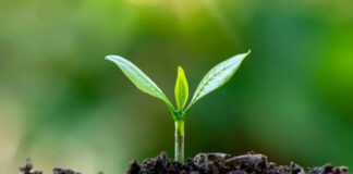 Ученые готовы предсказать, когда на Земле исчезнут последние растения