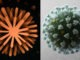 Anthropic засекла неназванных ученых за использованием ИИ Claude для создания биологического оружия