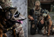 Компания Warhound будет выращивать генетически модифицированных собак для армии США