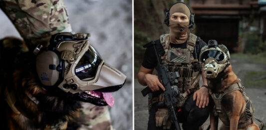 Компания Warhound будет выращивать генетически модифицированных собак для армии США