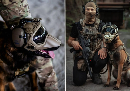Компания Warhound будет выращивать генетически модифицированных собак для армии США
