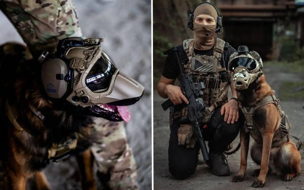 Компания Warhound будет выращивать генетически модифицированных собак для армии США